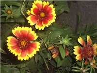 0406ec7c-Picture 033.jpg
